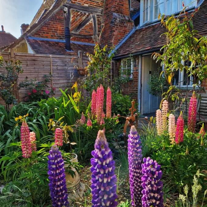 Cottage garden with Lupins